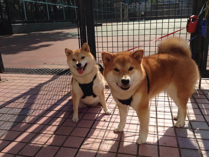 九游网页官网-罗马新援表现惊艳带动整体攻防,罗马新球场最新消息