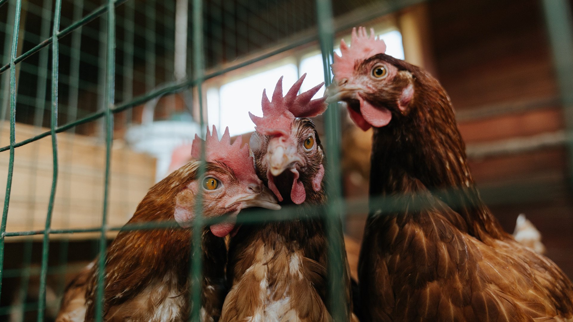 九游官网入口注册-高节奏球队是否更容易在第四节失速,球场节奏大师