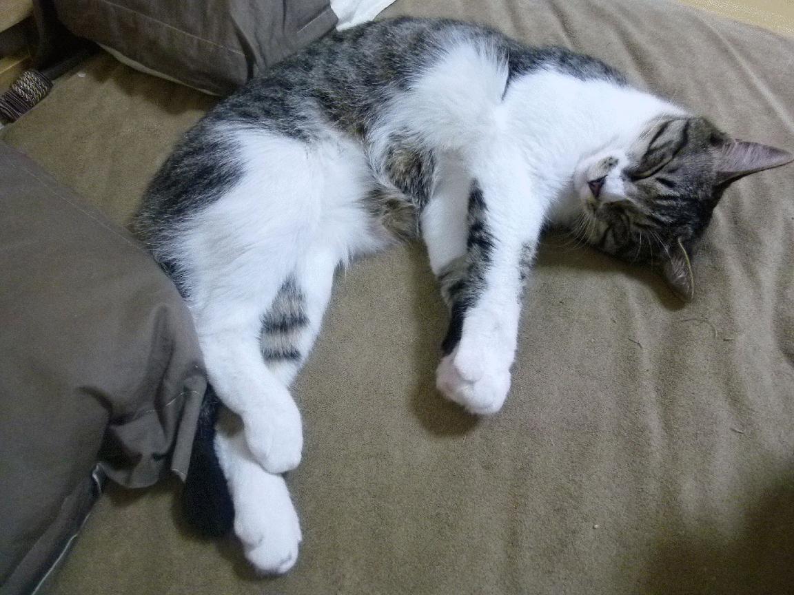 九游体育-仰泳赛道摩纳哥选手节奏精准，摩纳哥泳池