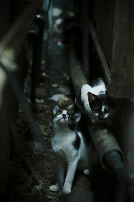 九游网页版入口-冈比亚男篮在非洲预赛中奋勇前行,迈向世界舞台