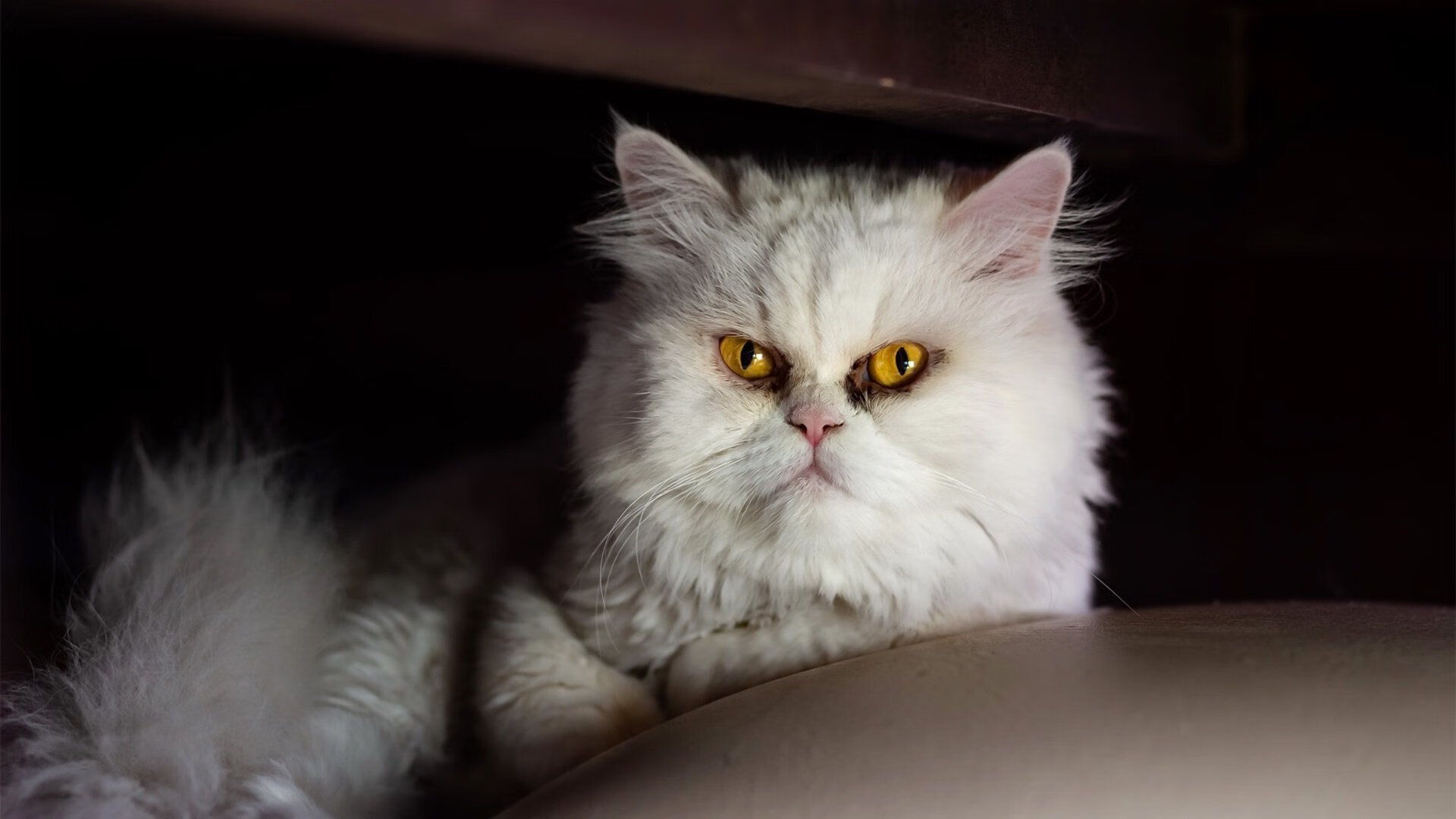 九游体育官网-塞尔维亚女篮在欧洲锦标赛中势不可挡，金牌梦想再启航，塞尔维亚女篮咋样