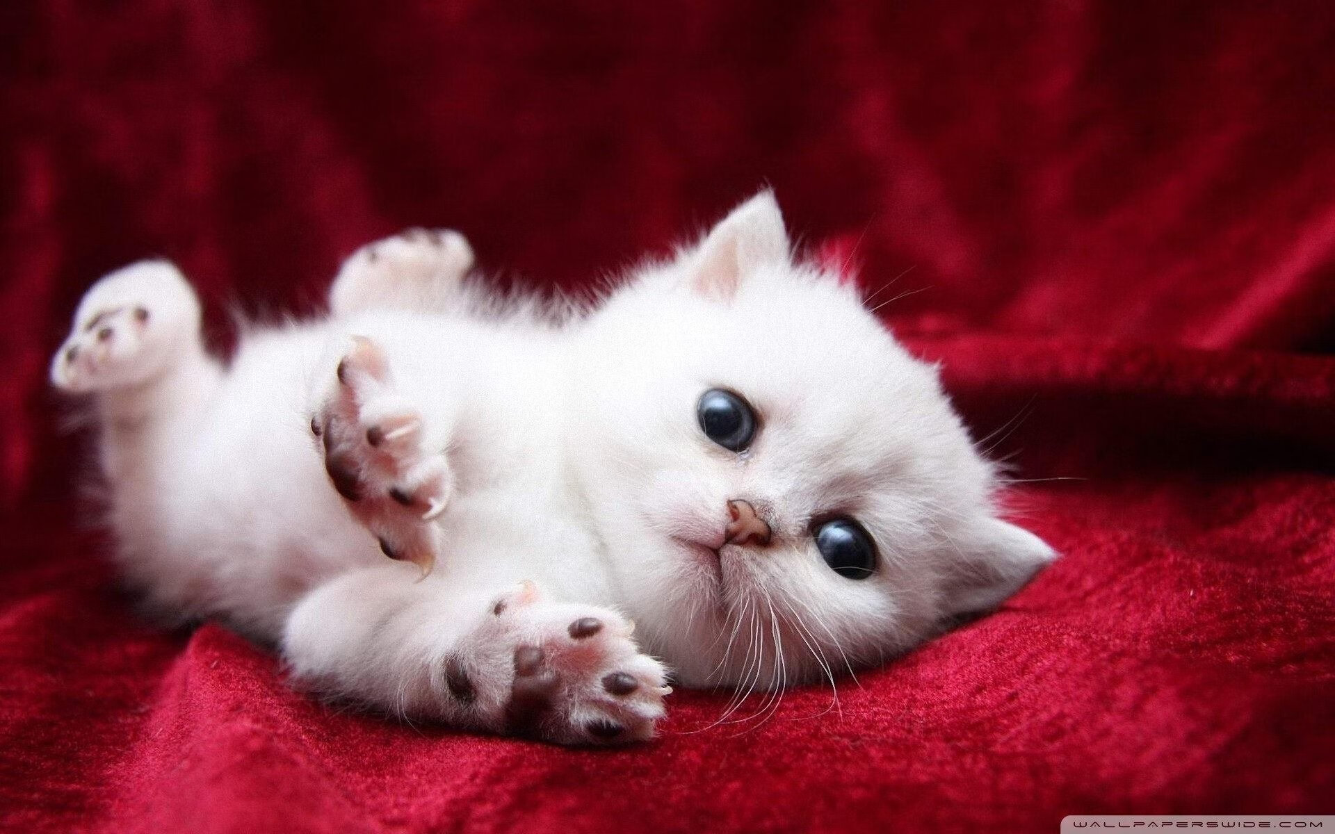 九游娱乐网站-塞内加尔男篮在非洲锦标赛中奋力拼搏，争夺冠军荣誉，塞内加尔非洲杯大名单