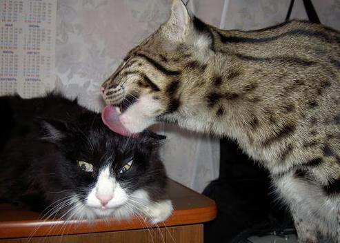 九游官网入口-塞维利亚表现稳定，持续冲击欧洲赛事